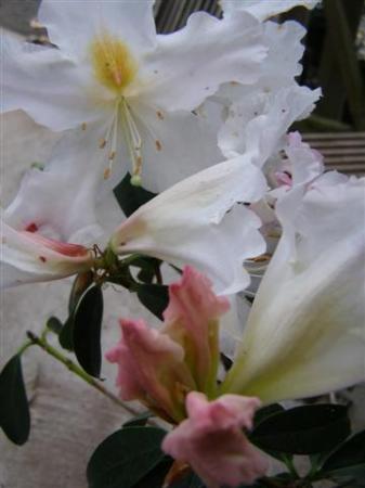 Early, frilly and fragrant - Rhododendron cubittii