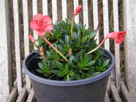 Eight years of growth, maybe more, in good nursery conditions and R.saxifragoides reaches this size