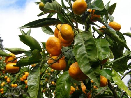 Our citrus trees actually do save us money
