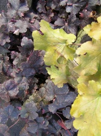 Heucheras - burgundy and lime shades