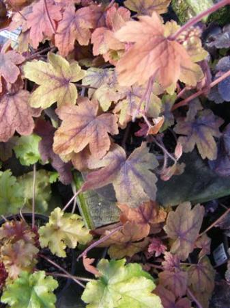 Heucheras in autumn tones