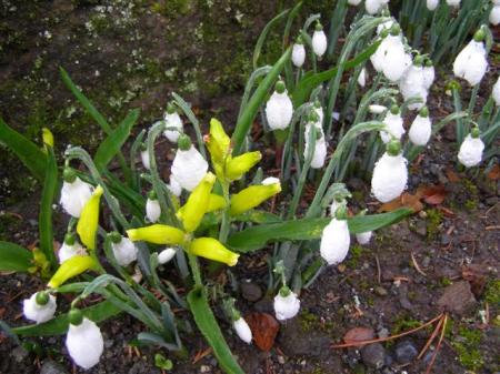The earliest bulbs are in flower - Lachenalia reflexa midst the snowdrops