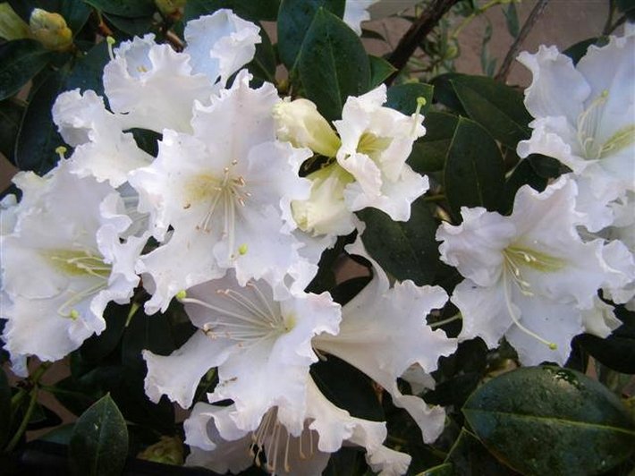 Rhododendron veitchianum - frilly, fragrant and white