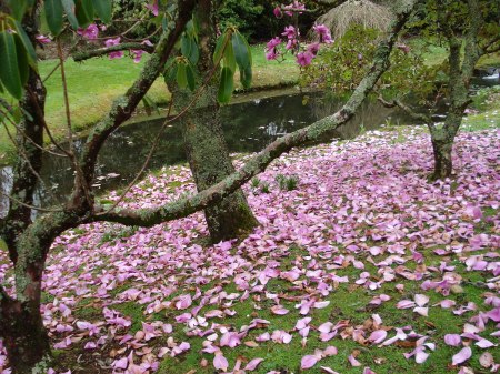 Magnolia Lanarth is the first to drop its petals