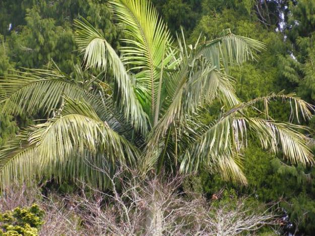 A very handsome palm in the landscape, but scary weed potential