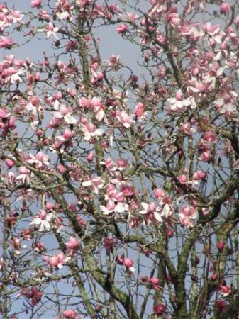 Magnolia campbellii in full flower this week