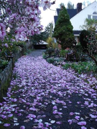 Iolanthe, after a storm