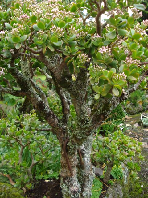 The Jade Plant or Crassula ovata
