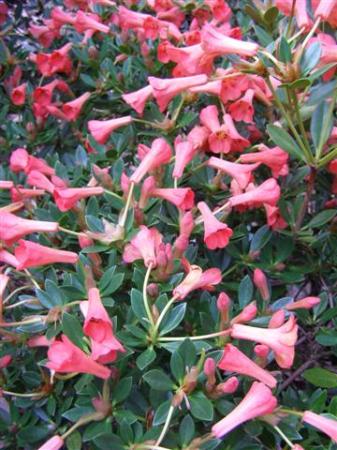 Jiminy Cricket - the hardiest of any vireya we know