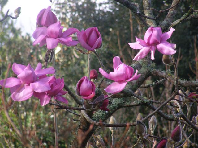 Magnificent in its purple splendour - Magnolia Lanarth