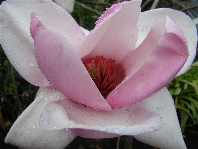 Magnolia Iolanthe is opening her flowers