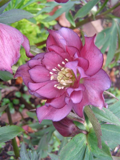 The pretty double hellebores
