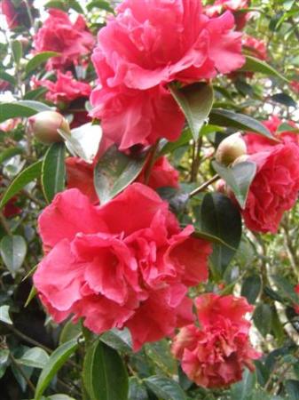 The reticulatas, in this case Glowing Embers, are good value in the garden, despite the ravages of petal blight