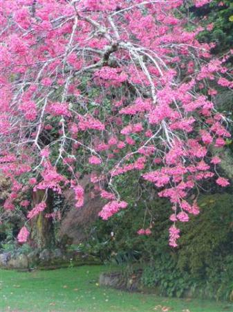 Campanulata for the tui