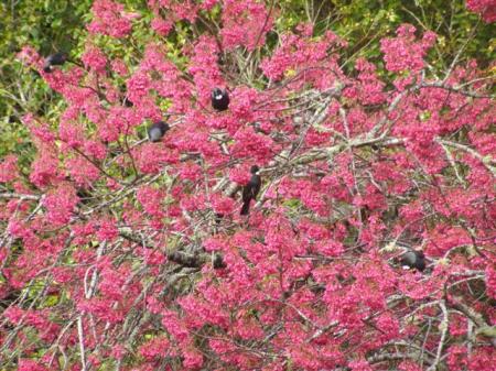 Nectar-feeding tui in a Prunus campanulata