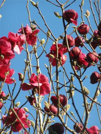Magnolias Black Tulip and Felix Jury on a blue sky spring morning in Taranaki, Monday August 23, 2010