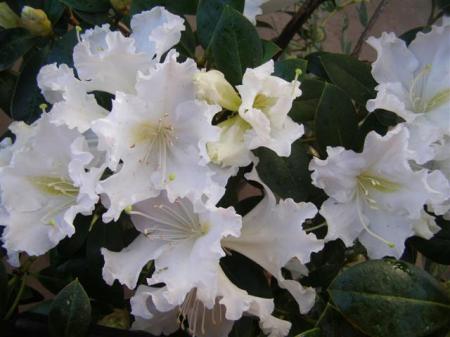 Rhododendron veitchianum - frilly, fragrant and white