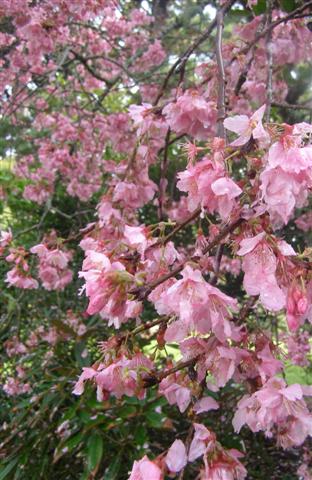 Prunus Pink Clouds - bringing in the tuis