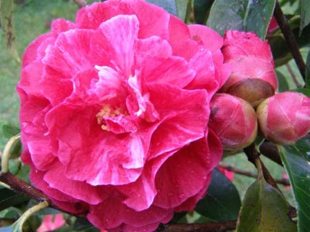 Camellia reticulata Purple Gown - a little optimistic on the colour