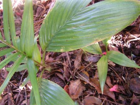 Side by side germinating self-sown bangalows
