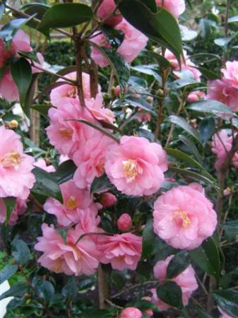 Spring Festival - pretty as a picture