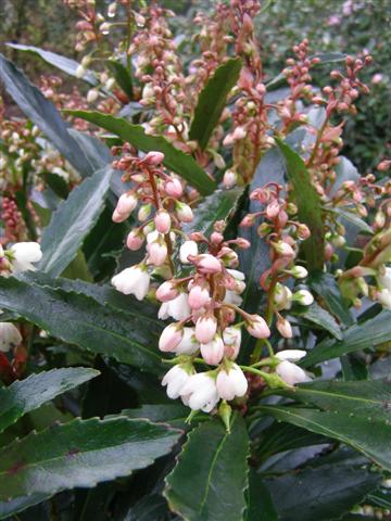 Anopterus glandulosa - a slow growing treasure