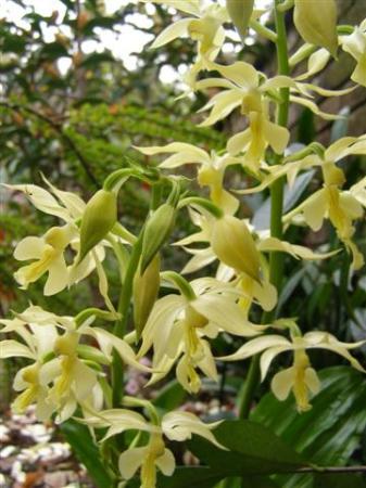 Calanthe orchids - happy growing in our woodland