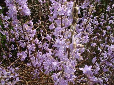 Daphne genkwa looked fantastic last year - but died when I pruned it after flowering