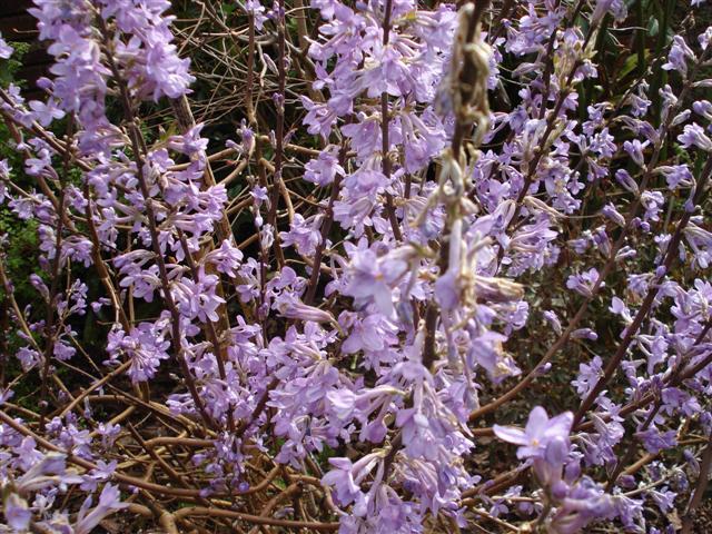 Daphne genkwa looked fantastic last year - but died when I pruned it after flowering