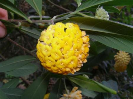 The scented golden orb of Edgeworthia gardneri