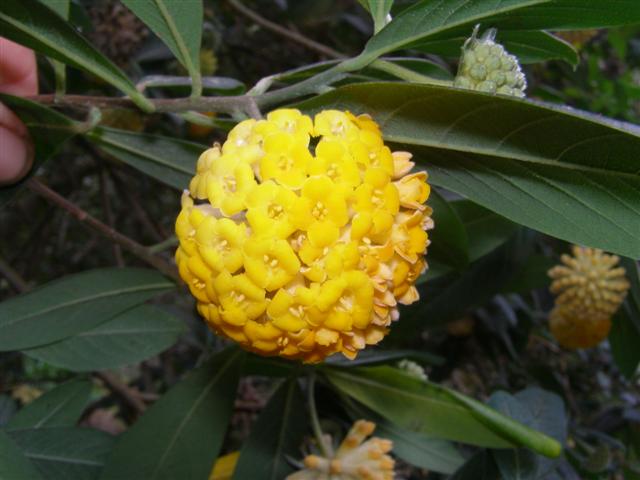 The scented golden orb of Edgeworthia gardneri