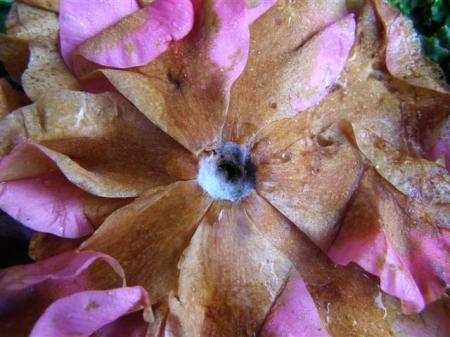 The sad sight of camellia petal blight