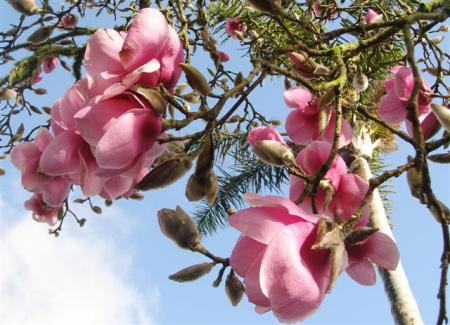 The pink and white blooms of Iolanthe are more to our taste