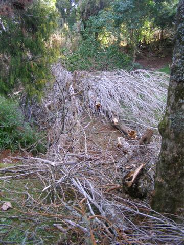 Shame the poplar is no good for firewood