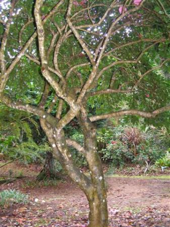 Make your old camellia bushes work at more than one level as garden plants