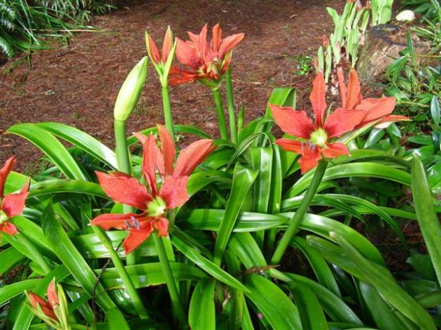 Big clumps of Hippeastrum aulicum are just coming in to flower in our woodland