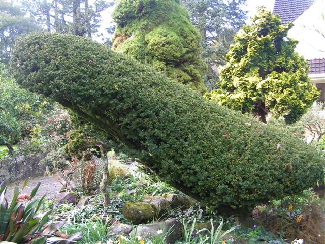 Taxus baccata fastigiata - no longer fastigiate in our rockery