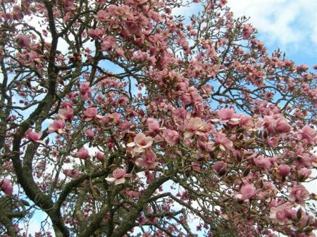 The original Magnolia Iolanthe is a sight to behold in full bloom