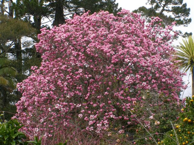 The very pink Magnolia Serene in full bloom