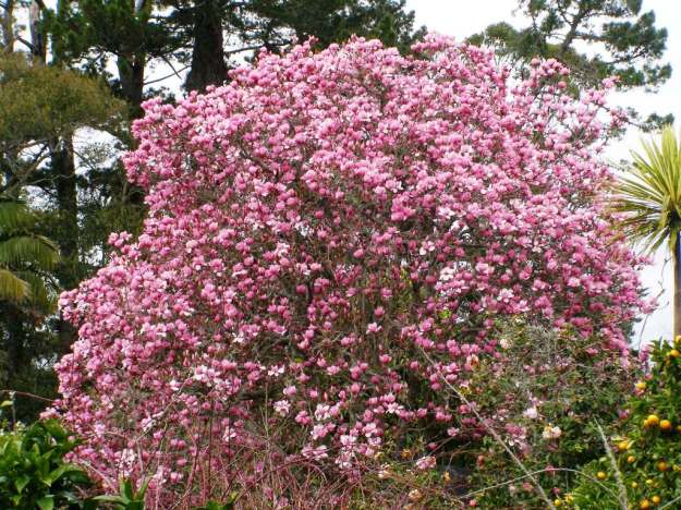 The very pink Magnolia Serene in full bloom