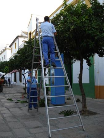 Clipping the street plantings of orange trees to lollipops in Cordoba