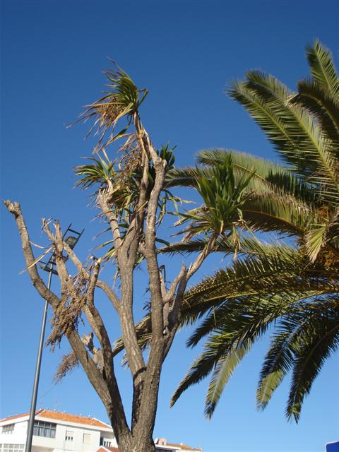 The cordyline australis had seen better days on the Algarve but had done well at some stage to reach this size
