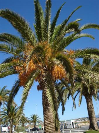 The ubiquitous date palm was everywhere in the south of Spain and Portugal