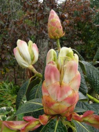 Even the buds are spectacular