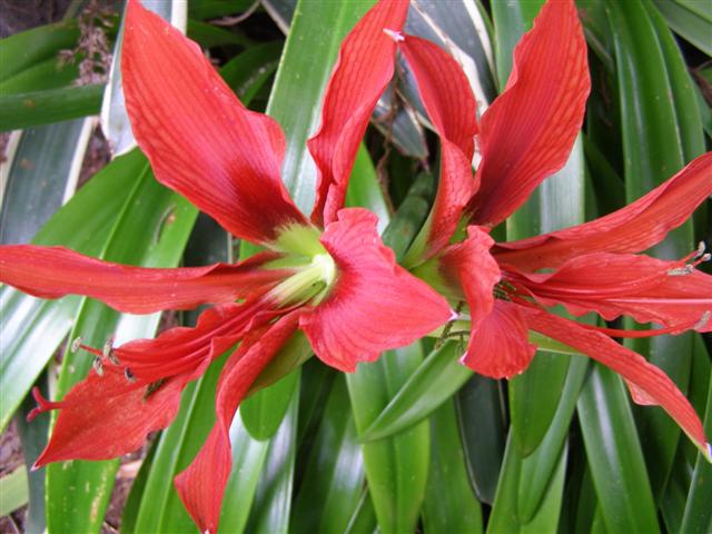 Hippeastrum aulicum - the charm of the species