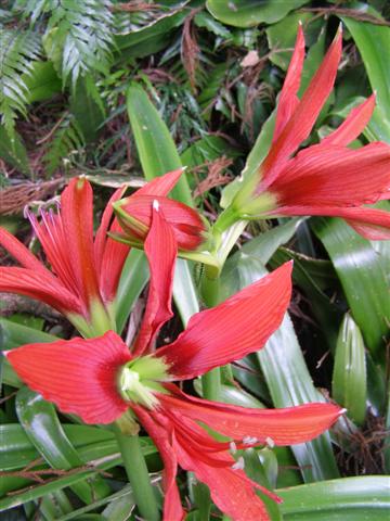 Reminiscent of a Jacobean lily - hippeastrum aulicum