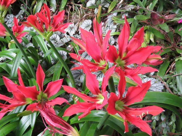 A colourful woodland plant - H. aulicum 