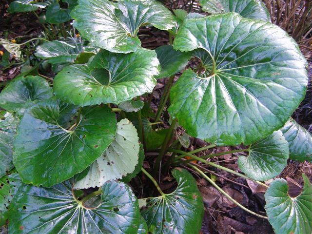 Ligularia reniformis - more like enormous lily pads than tractor seats, perhaps