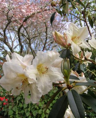 Rhododendron polyandrum - big and very fragrant