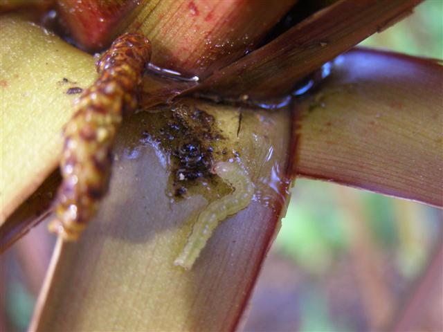 Greeblies in the cordyline